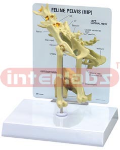 Feline Pelvis (Hip)